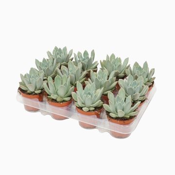 x Pachyveria 'Corvus'