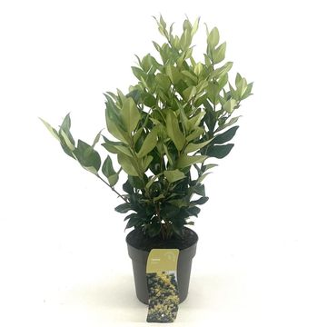 Ligustrum lucidum