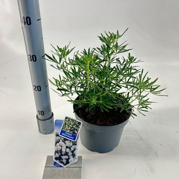 Choisya WHITE DAZZLER