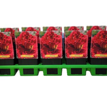 Гемерокалис 'Ruby Corsage'