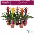 Guzmania MIX