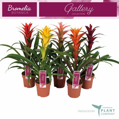 Guzmania MIX