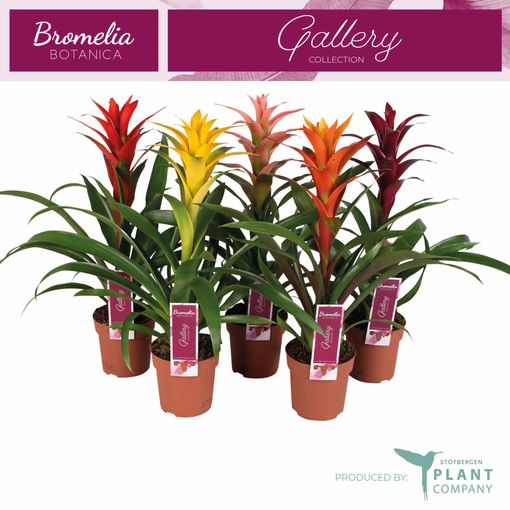 Guzmania MIX