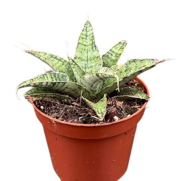 Sansevieria 'Snowflake'