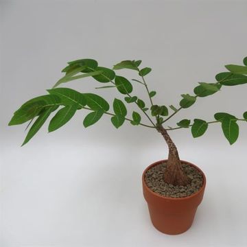 Phyllanthus mirabilis