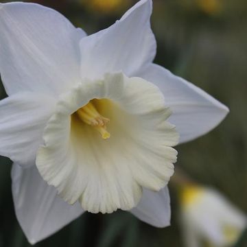 Narcissus 'Mount Hood'