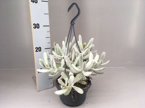 Cotyledon 'Coral'