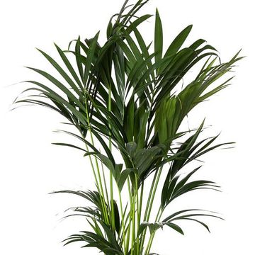 Howea forsteriana