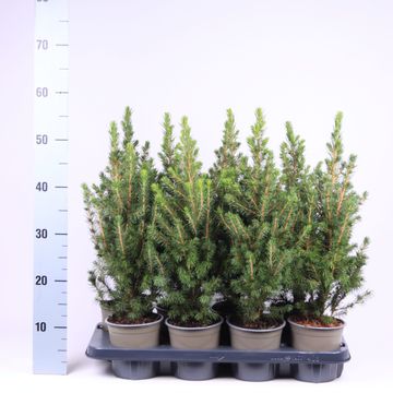 Picea glauca 'Conica'