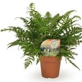 Polystichum tsus-simense