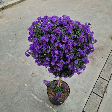 Solanum rantonnetii