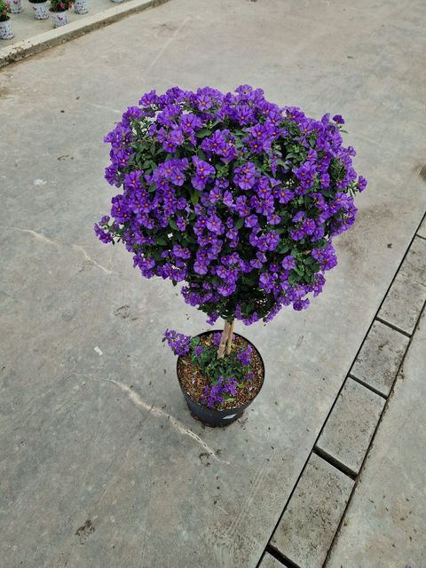 Solanum rantonnetii