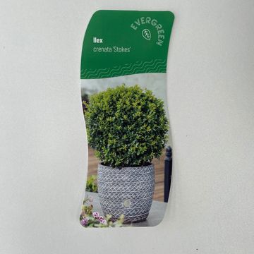 Ilex crenata 'Stokes'