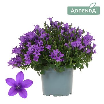 Campanula portenschlagiana AMBELLA PURPLE