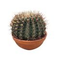 Ferocactus histrix