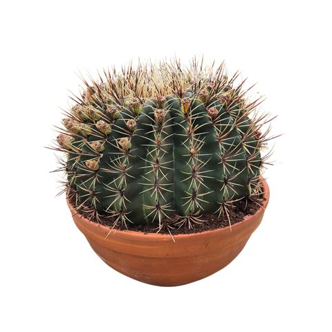 Ferocactus histrix
