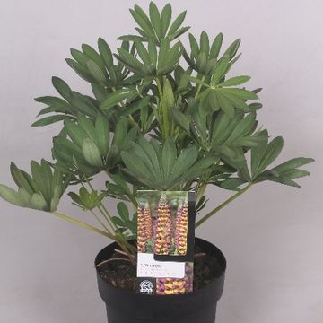 Lupinus WEST COUNTRY MANHATTAN LIGHTS