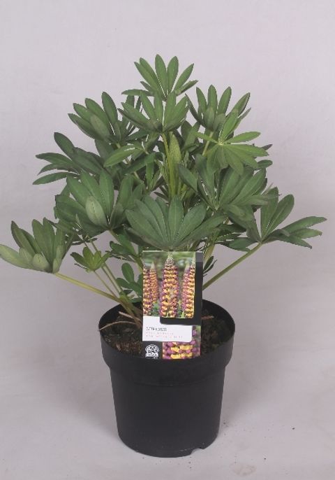 Lupinus WEST COUNTRY MANHATTAN LIGHTS