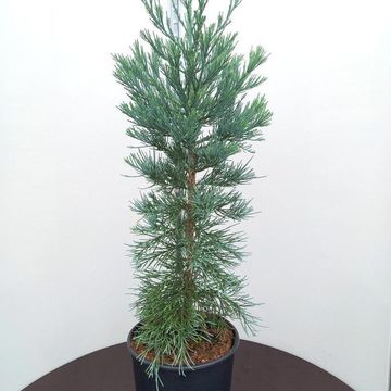 Sequoiadendron giganteum 'Glaucum'