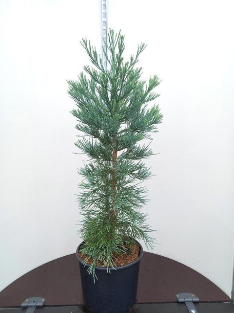 Sequoiadendron giganteum 'Glaucum'