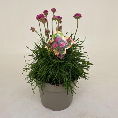 Armeria maritima 'Rosea'