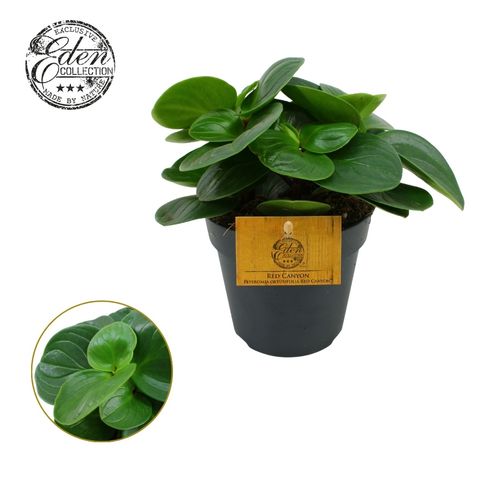 Peperomia obtusifolia 'Red Canyon'