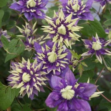 Clematis 'Taiga'