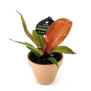 Philodendron 'Prince of Orange'