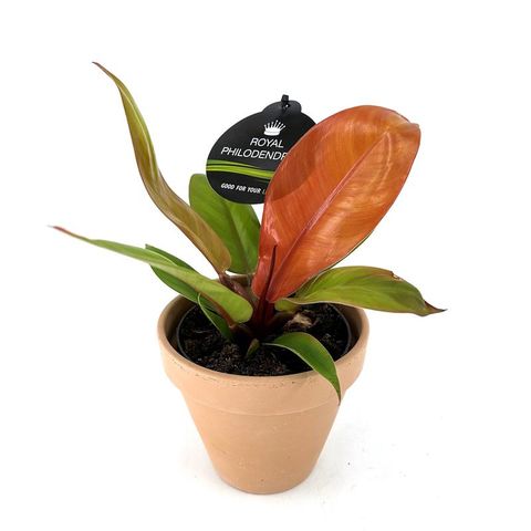 Filodendro 'Prince of Orange'