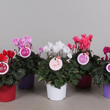 Cyclamen persicum SUPER SERIE S ALLURE MIX