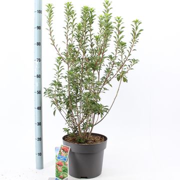 Enkianthus campanulatus 'Pagode'