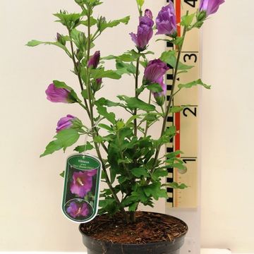 Hibiscus syriacus RUSSIAN VIOLET