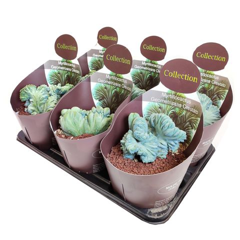 Myrtillocactus geometrizans