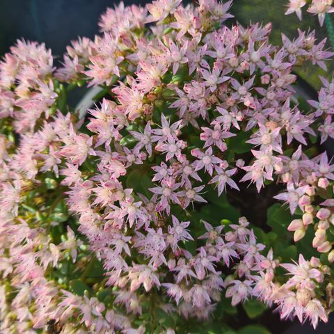 Sedum 'Thundercloud'