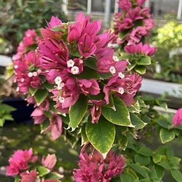 Bougainvillea glabra