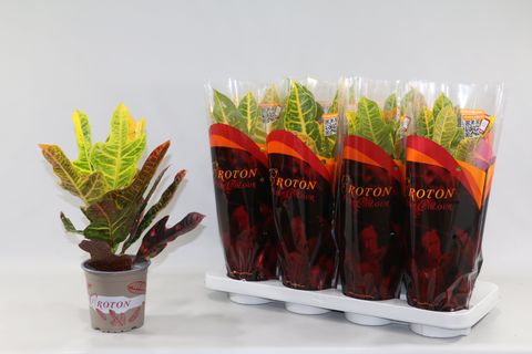 Trojskrzyn variegatum MIX
