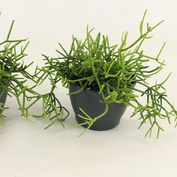 Rhipsalis heteroclada