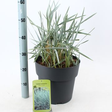 Leymus arenarius 'Blue Dune'