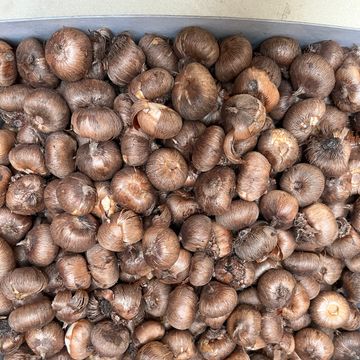 Crocus vernus 'Flower Record'