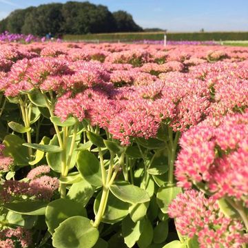 Sedum 'Herbstfreude'