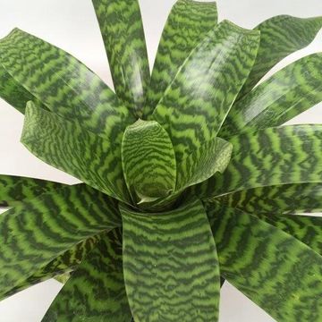 Vriesea hieroglyphica