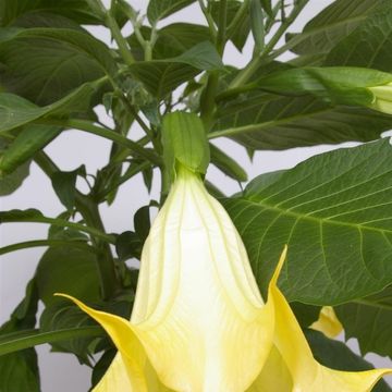 Brugmansia BUSH YELLOW