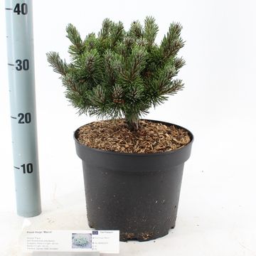Pinus mugo 'March'