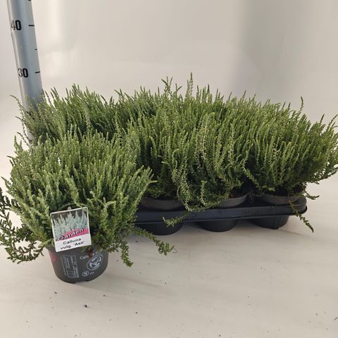 Calluna vulgaris 'Asli'