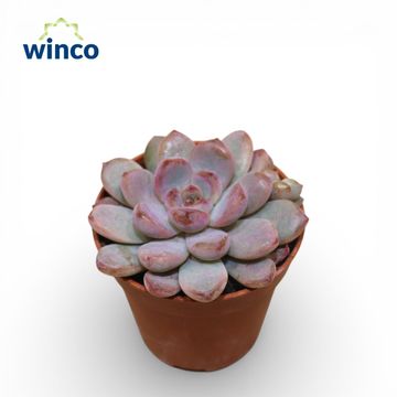Echeveria 'Monroe'