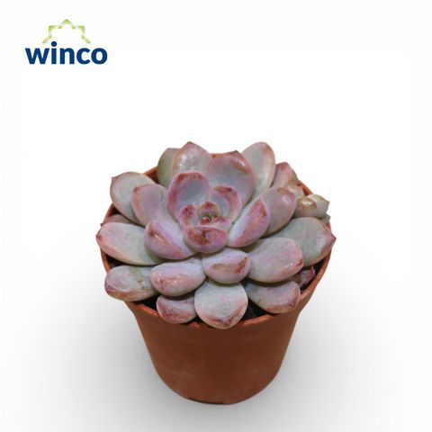 Echeveria 'Monroe'