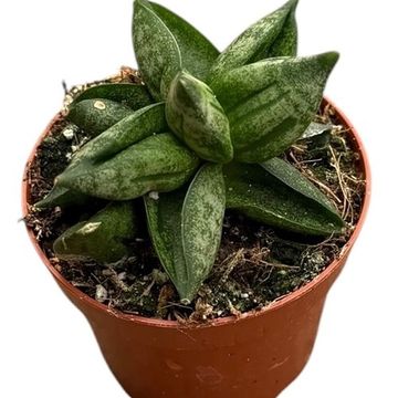 Sansevieria 'Pyramid'