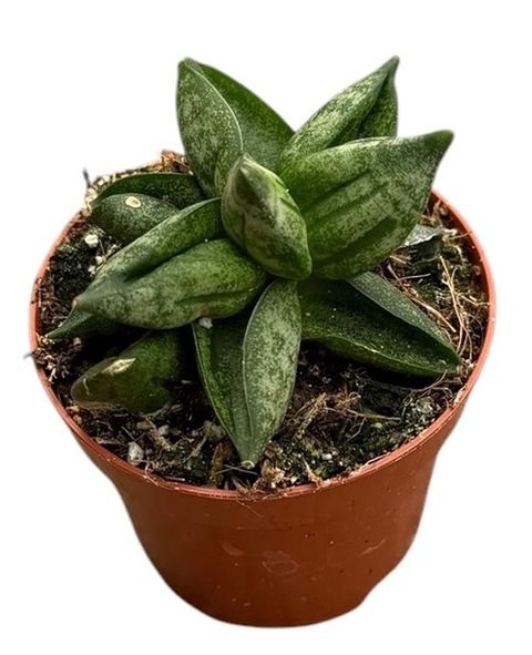 Sansevieria 'Pyramid'