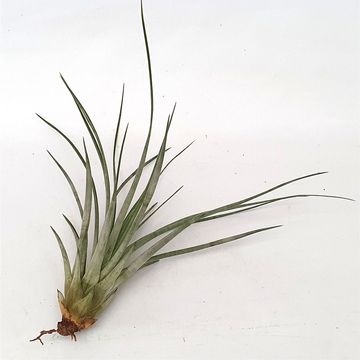Tillandsia 'Pino'