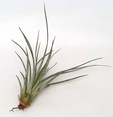 Tillandsia 'Pino'